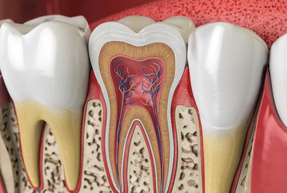 Ile korzeni ma ząb 5 górna? Odkryj zaskakujące fakty o anatomii