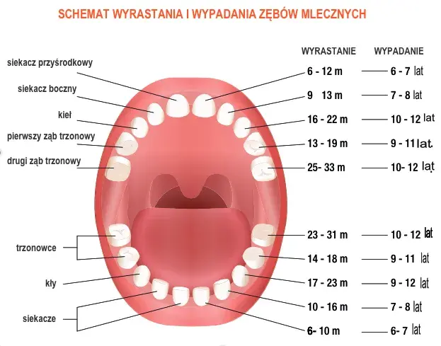 Czy piątki to zęby stałe? Poznaj prawdę o zębach mlecznych