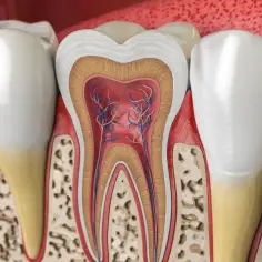 Ile korzeni ma ząb 5 górna? Odkryj zaskakujące fakty o anatomii