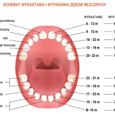 Czy piątki to zęby stałe? Poznaj prawdę o zębach mlecznych