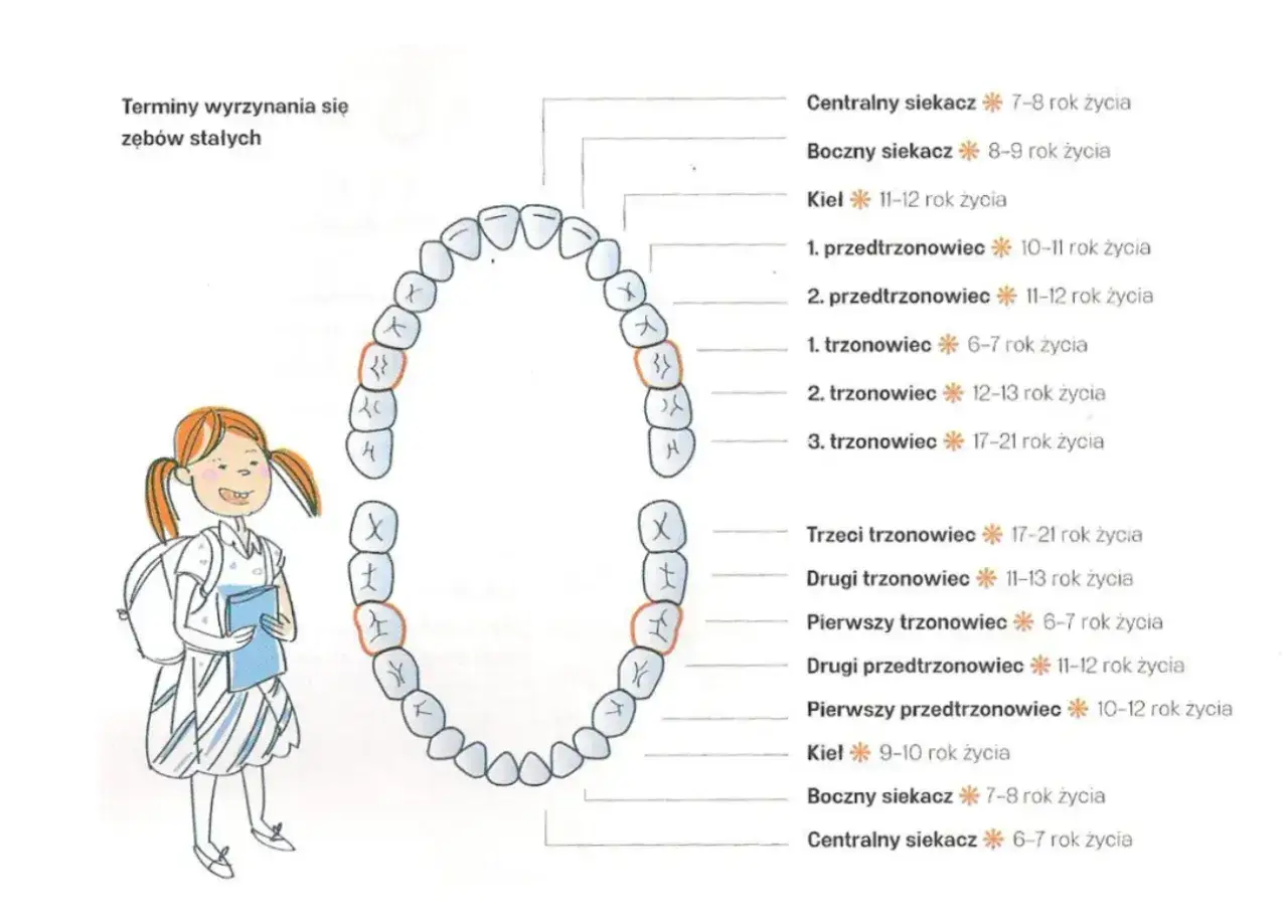 Schemat pokazuje, kiedy wychodzą zęby stałe, od siekaczy do trzonowców, od 6. do 21. roku życia.