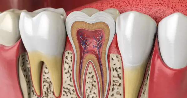 Ile korzeni ma ząb 5 górna? Odkryj zaskakujące fakty o anatomii